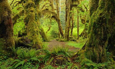 Olympic National Park, Hall of Mosses