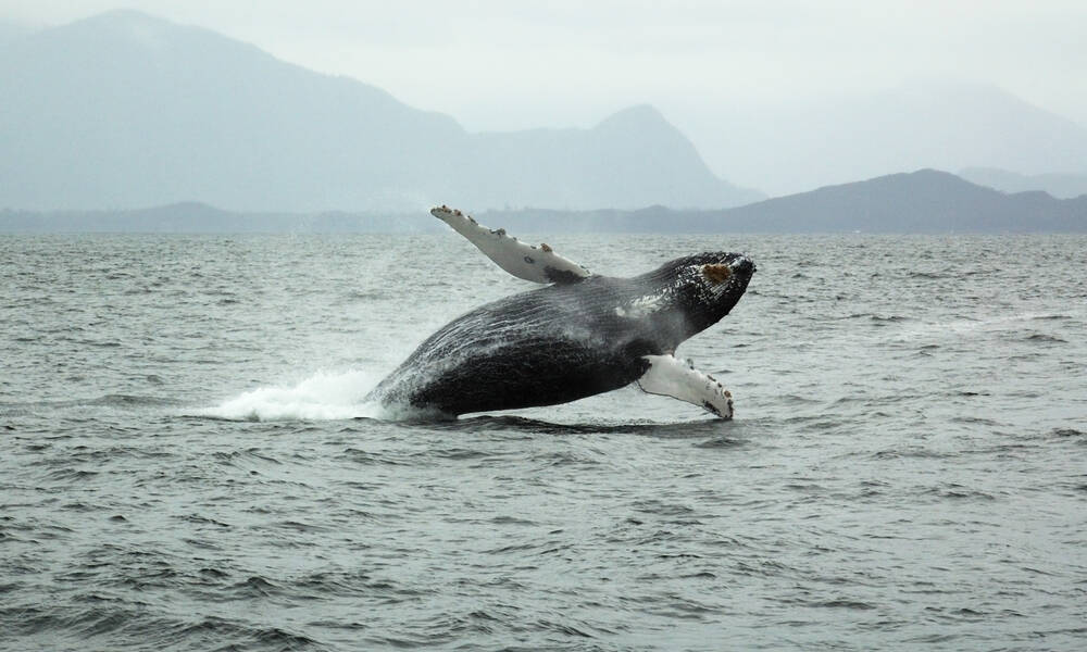 Hopen dat je een walvis ziet tijdens een walvissafari