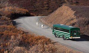 Denali National Park Bustour