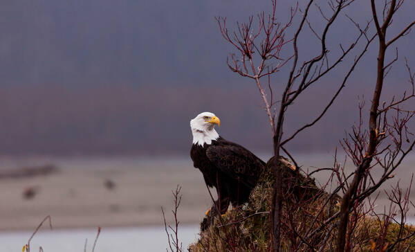 Alaska Chilkat Bald Eagle Preserve, Haines, Alaska