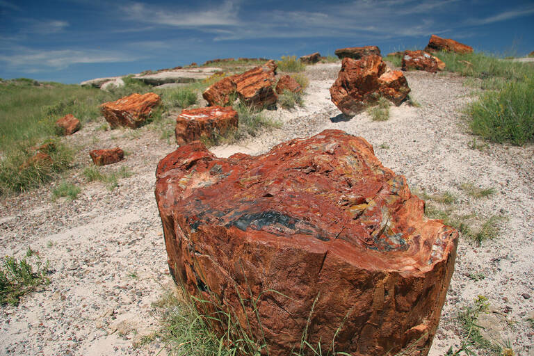 PetrifiedForest