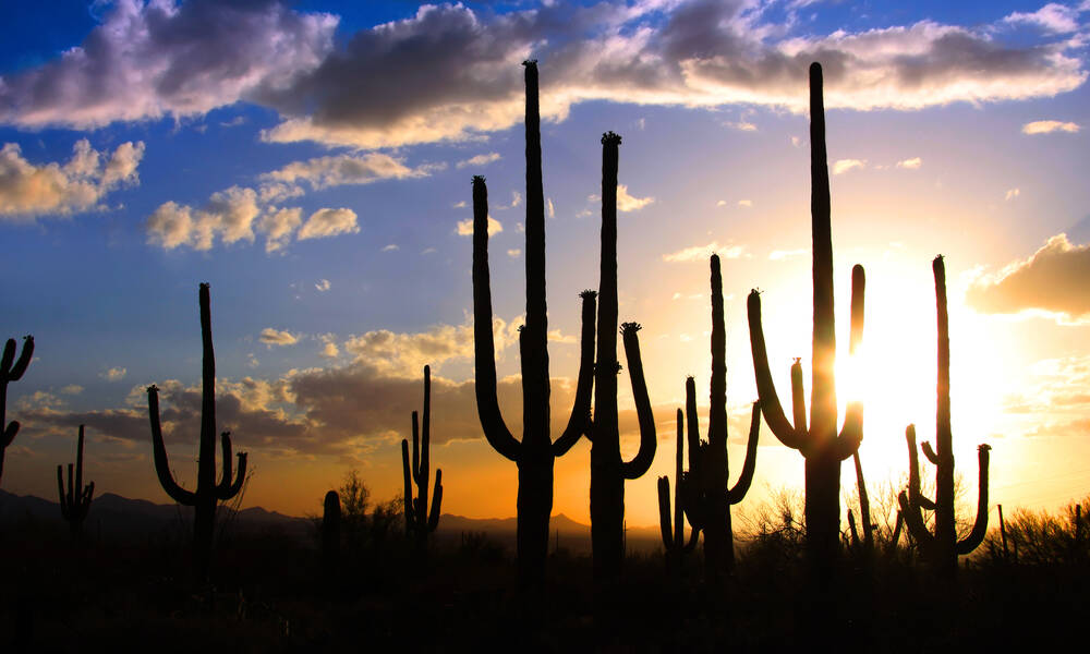 Grote cactussen in Saguaro National Park in Arizona