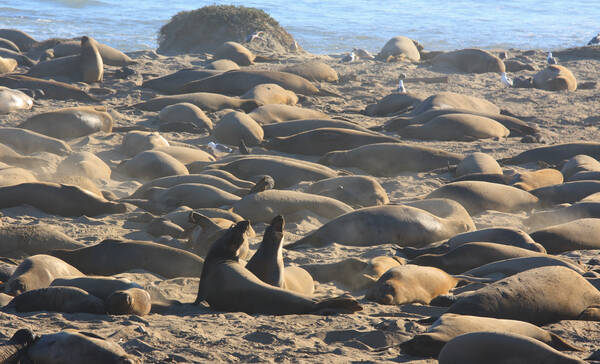 Ano Nuevo California