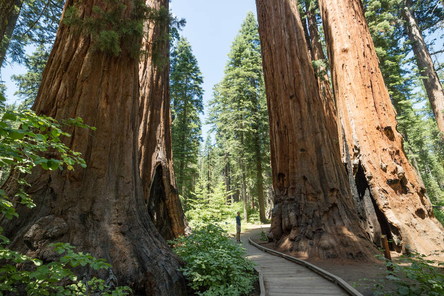 Sequoiaboom