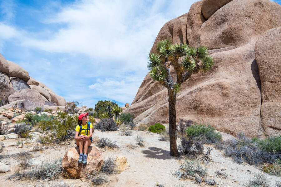 Joshua Tree