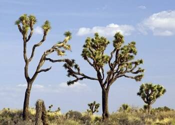 Arizonas Joshua Tree Forest Arizona