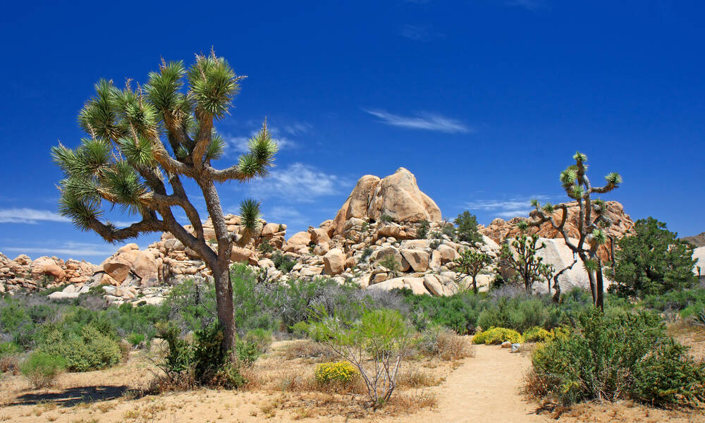 Joshua Tree National Park