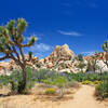 Joshua Tree National Park