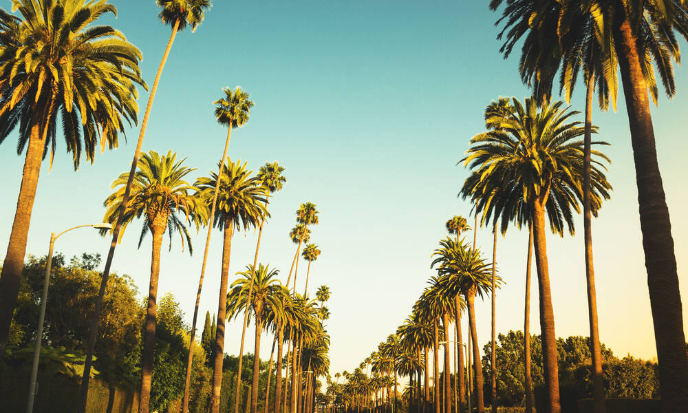 Palmbomen, Los Angeles, credit franckreporter