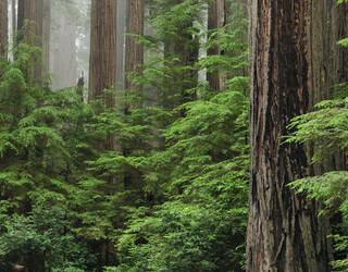Redwood National en State Parks