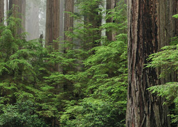 Redwood National en State Parks
