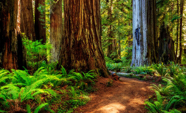 Redwood NP, groene megabomen in Californie