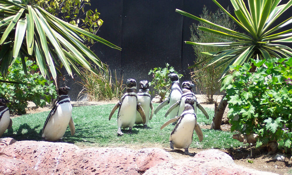 Meet the penguins