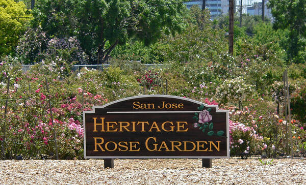 Rose Garden, San Jose