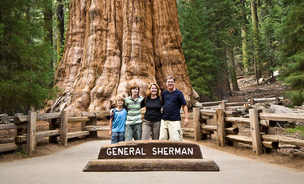 General Sherman Tree, grootste boom ter wereld in volume