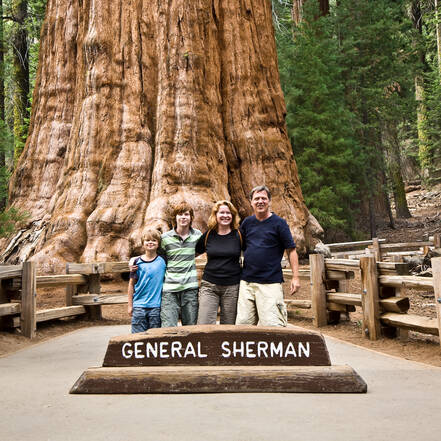 General Sherman Tree