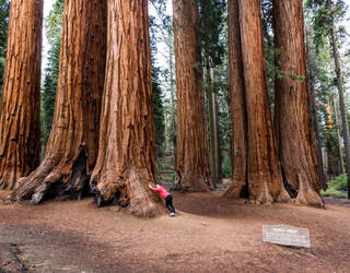 Sequoia National Parks staat vol sequoiabomen