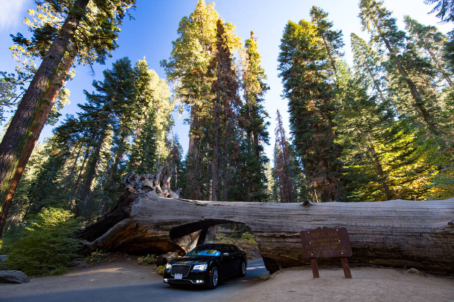 Sequoia National Parks