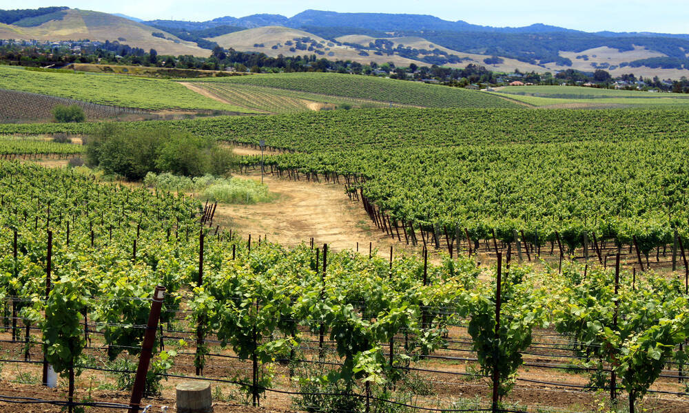 wijngaarden Californië