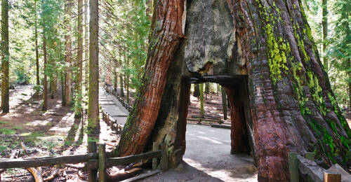 Tunnel Tree, Yosemite