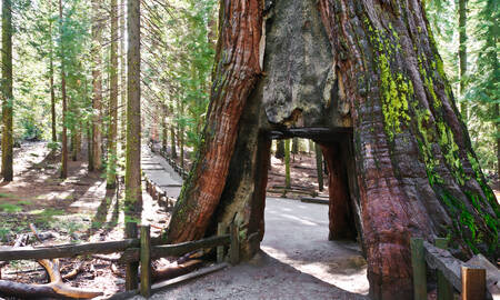 Tunnel Tree, Mariposa Grove