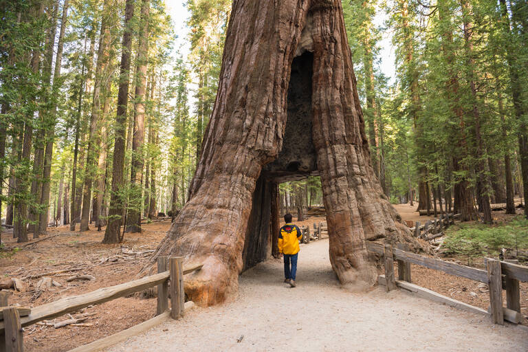 Yosemite Mariposa Grove