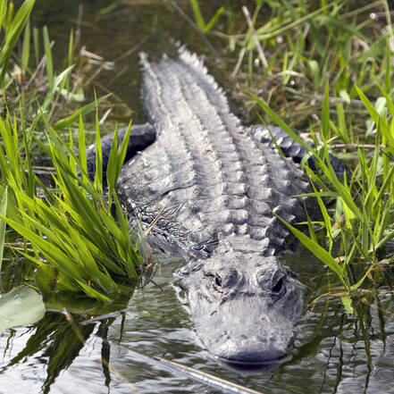 National Park Everglades