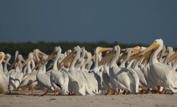 Pelikanen in de Everglades