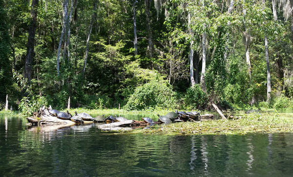 Ichetucknee Springs State Park schildpadden