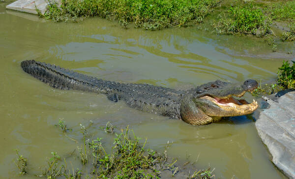 Alligator Houma Louisiana