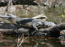 Alligator tijdens een boottocht