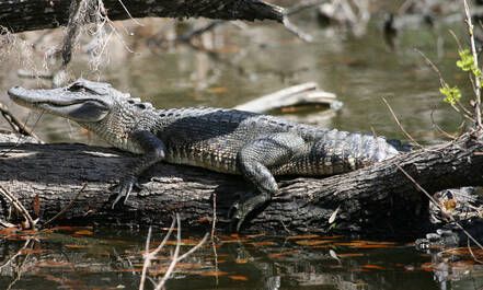 Alligator op een boomstam
