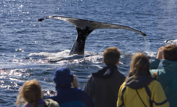 Whale watchen op Cape Cod