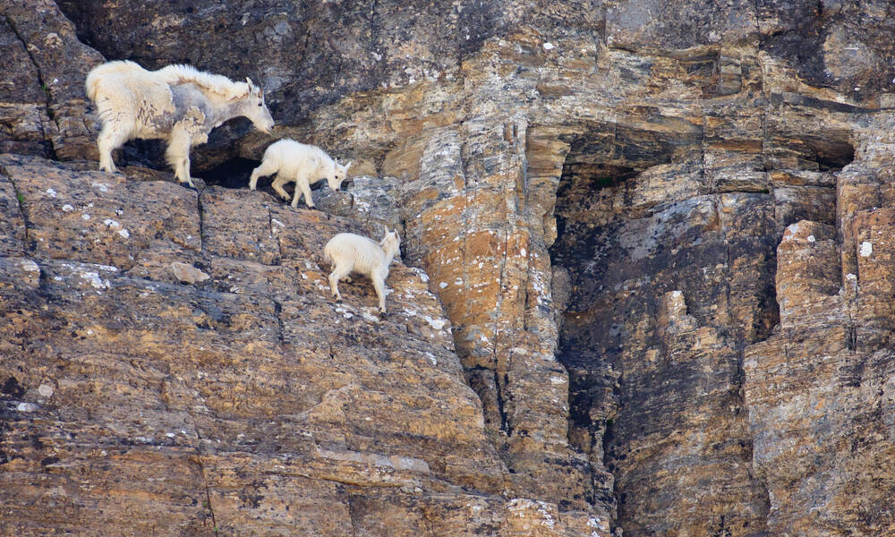 Wildlife in Glacier National Park Montana