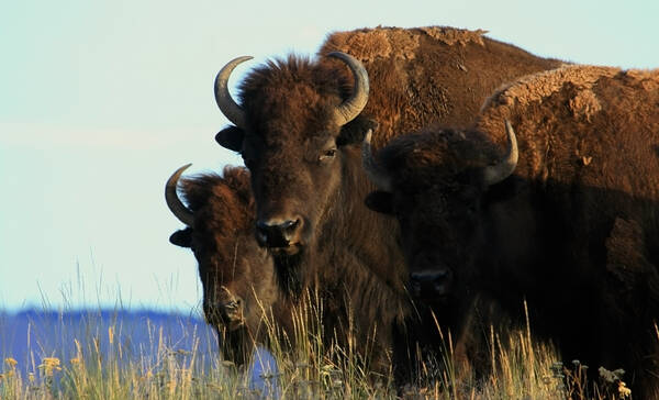 National Bison Range Refuge