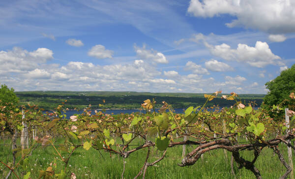 Wijngaard bij Finger Lakes, New York