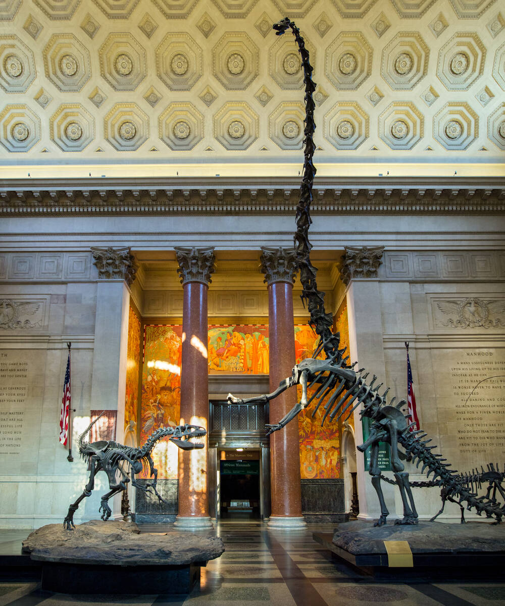 American Museum of Natural History, New York