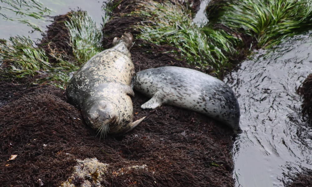 Zeehond op de rotsen bij Oregon