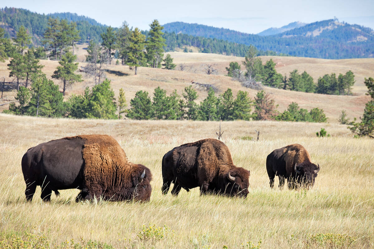 Custer State Park South Dakota Tioga Tours Custer State Park South Dakota Tioga Tours