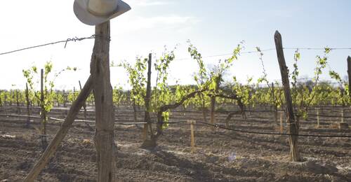 Del Rio, Val Verde Winery. Foto: Kenny Braun Del Rio Texas