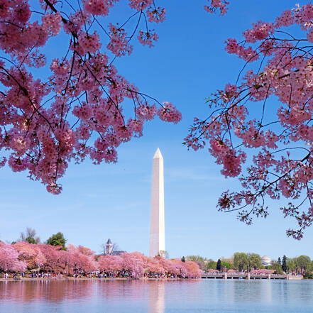 Washington Monument met cherry blossom