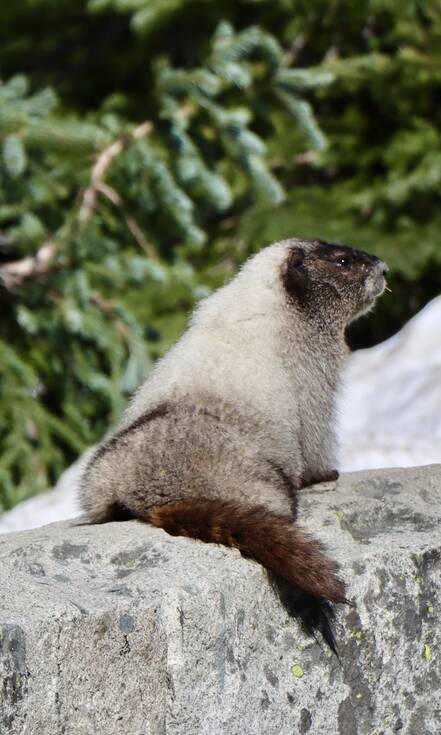 Een marmot in een berglandschap