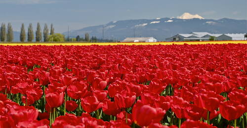 Mount Vernon, Washington Mount Vernon, Washington