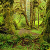 Hall of Mosses