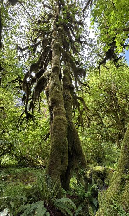 Olympic National Park Washington