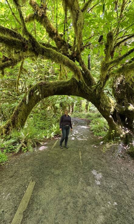 Olympic National Park Washington Hoh Rain Forest