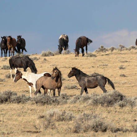 Wilde paarden in Wyoming