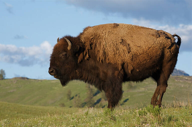 bizon in Yellowstone