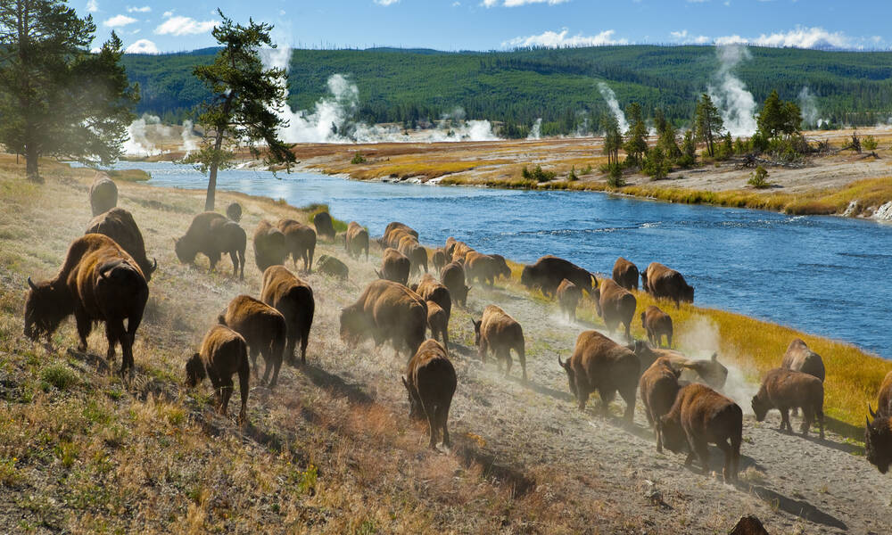 bizons in Yellowstone