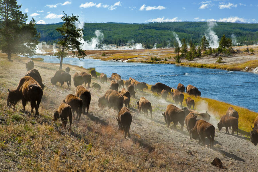 Yellowstone bizons